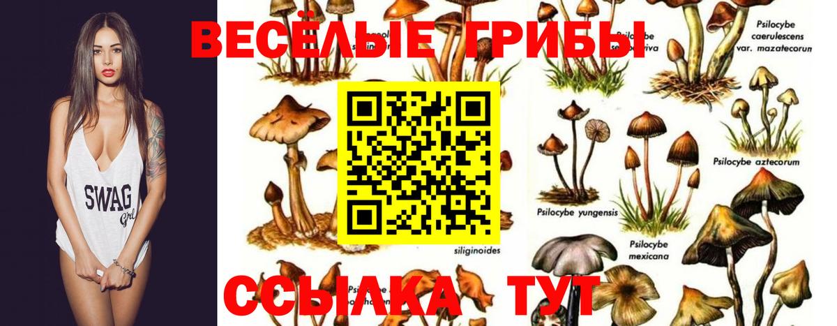 Галлюциногенные грибы Cubensis  Вход с VPN  Кстово 